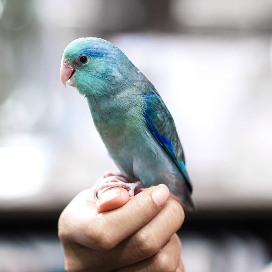 Avian & Exotic Pet Care in Lincoln Park