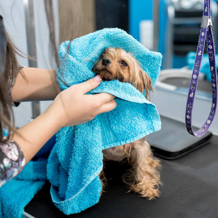 Dog discount pampering services