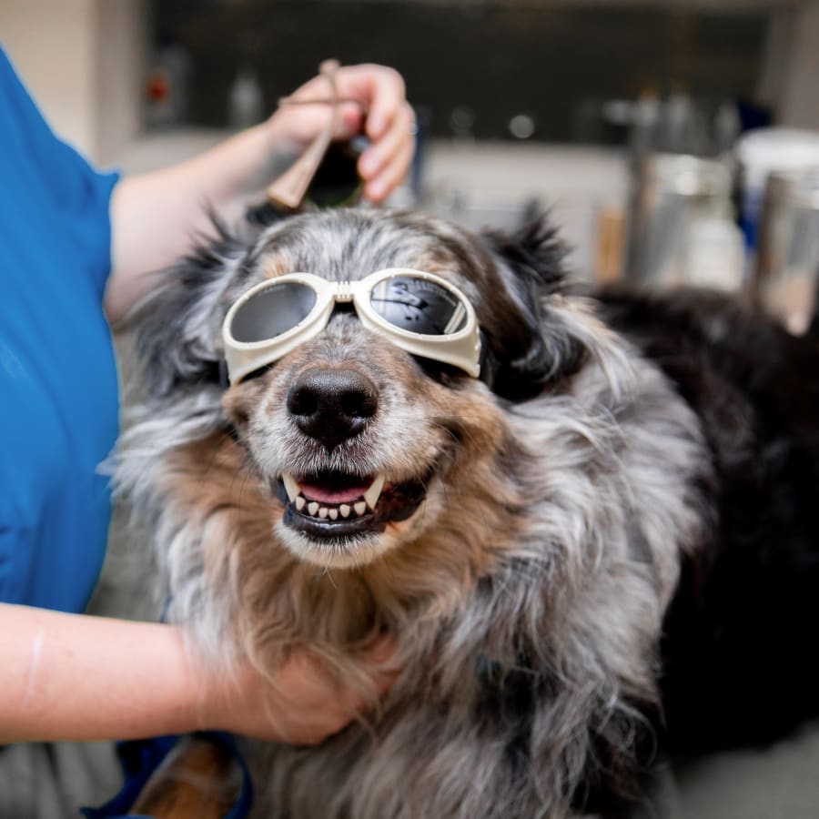 Cold Laser Therapy, Lincoln Park Veterinarians