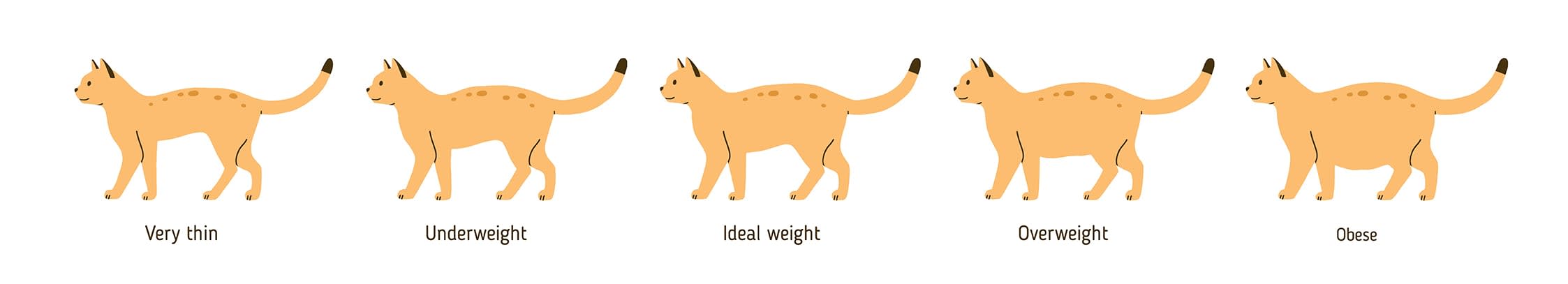 Overweight cat chart, Lincoln Park vet